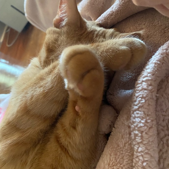 Meet your Posher, Carol - Picture 3 of 4